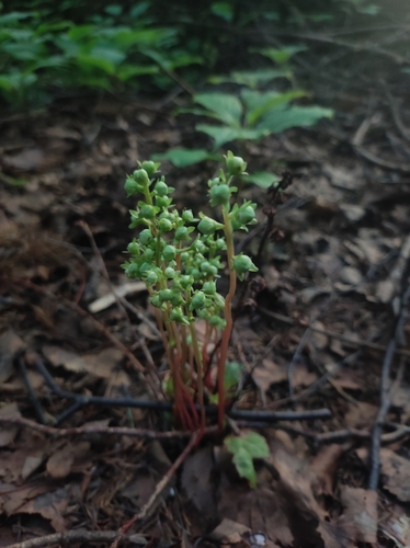 Image of Pyrola japonica by (c) Anastasiia Samokhvalova, some rights reserved (CC BY)