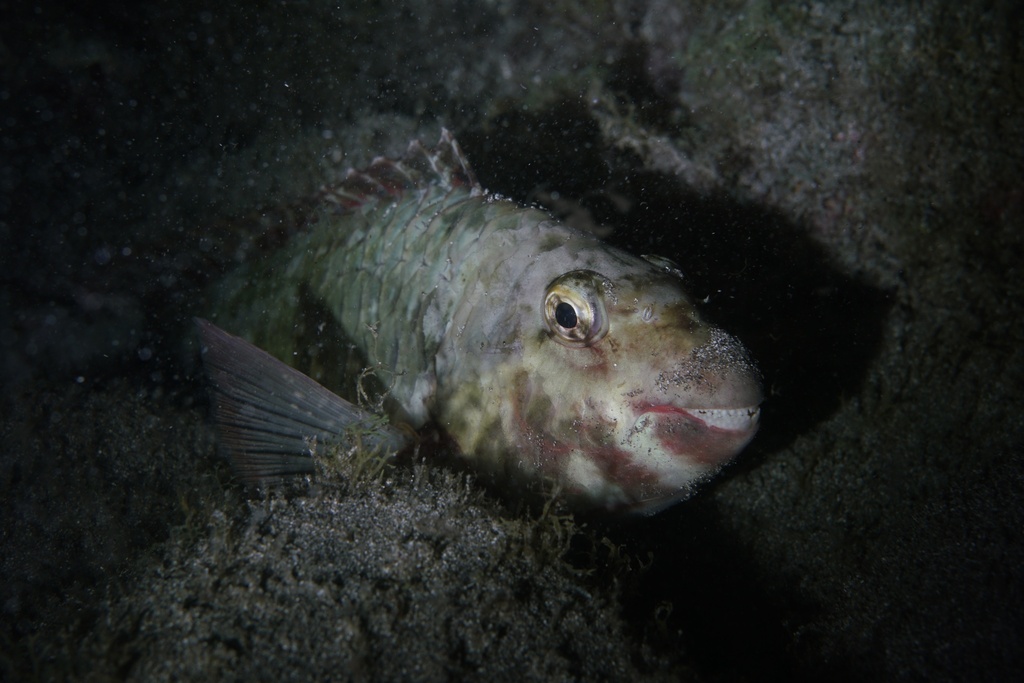 Parrotfish