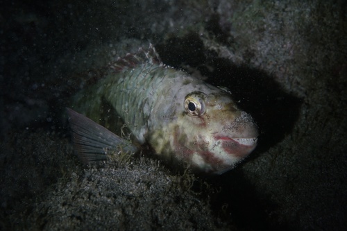 European Parrotfish