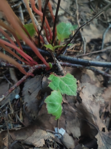Image of Pyrola japonica by (c) Anastasiia Samokhvalova, some rights reserved (CC BY)