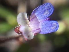 Collinsia