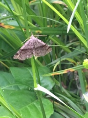 Phalaenostola larentioides