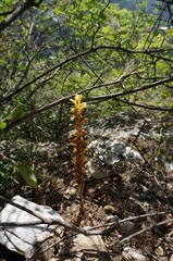 Orobanche pycnostachya
