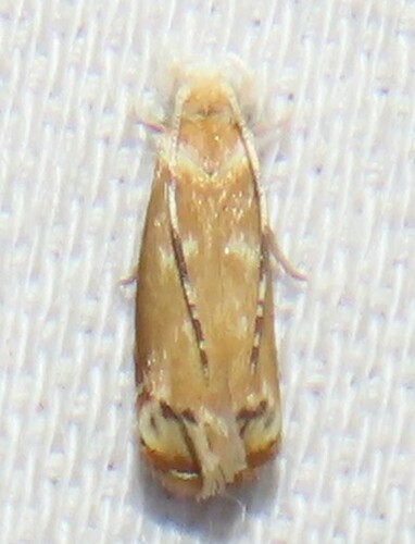 Hawaiian Dancing Moth photo 3