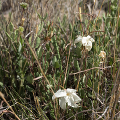 Mandevilla macrosiphon
