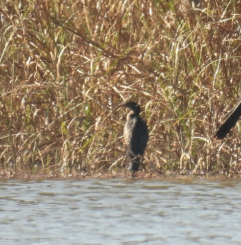 African Reed Cormorant
