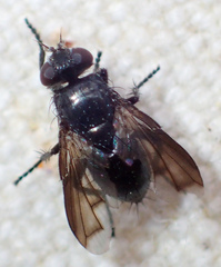 Periscepsia laevigata