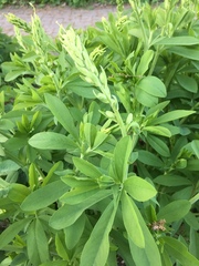 Baptisia australis