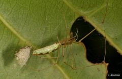 Tetragnatha rubriventris