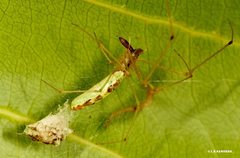 Tetragnatha rubriventris