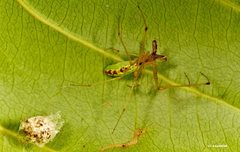 Tetragnatha rubriventris