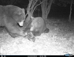 Ursus americanus machetes