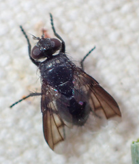 Periscepsia laevigata