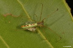 Tetragnatha rubriventris