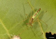 Tetragnatha rubriventris