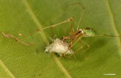 Tetragnatha rubriventris