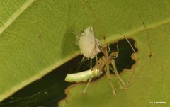 Tetragnatha rubriventris