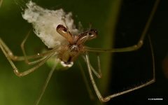 Tetragnatha rubriventris