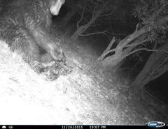 Ursus americanus machetes