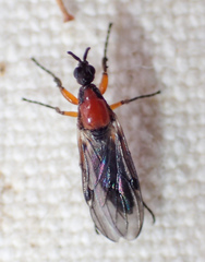 Dilophus tibialis breviceps