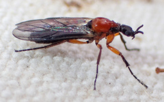 Dilophus tibialis breviceps