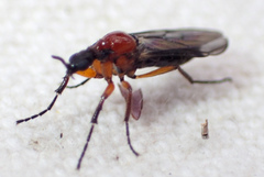 Dilophus tibialis breviceps