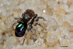 Maratus robinsoni