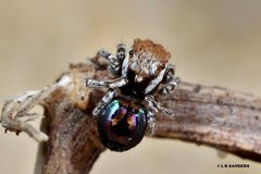 Maratus robinsoni