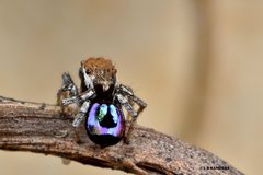 Maratus robinsoni