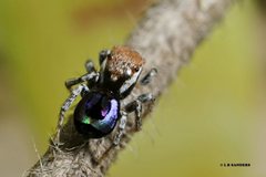 Maratus robinsoni