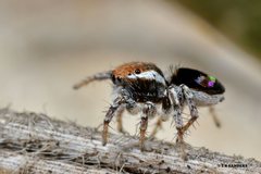 Maratus robinsoni