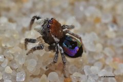 Maratus robinsoni
