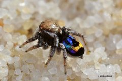 Maratus robinsoni