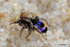 Maratus robinsoni