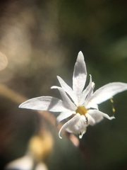 Lithophragma