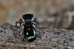 Maratus robinsoni