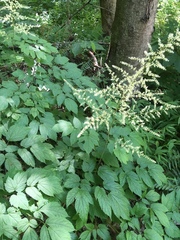 Astilbe biternata