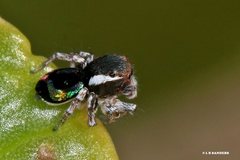Maratus robinsoni