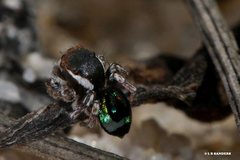 Maratus robinsoni