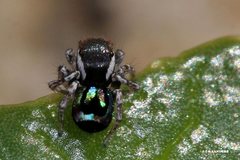 Maratus robinsoni