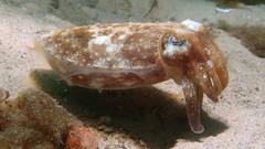 Sepia plangon