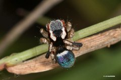 Maratus anomalus