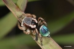 Maratus anomalus