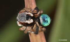 Maratus anomalus