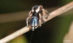 Maratus anomalus