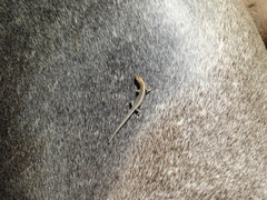 Cryptoblepharus pannosus