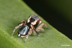 Maratus anomalus