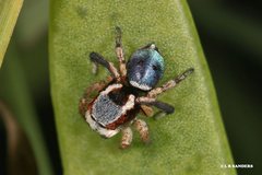 Maratus anomalus