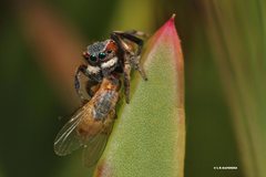 Maratus anomalus