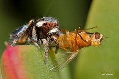 Maratus anomalus